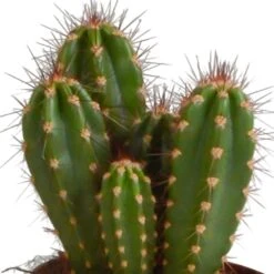 Cactus, Box De 3 Plantes - H15cm, ø10,5cm - Plantes D'intérieur -VIDA Plantes Magasin a87631cfc895184c