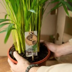 Palmier Areca Xl Et Son Cache-pot - H130cm, ø24cm - Très Grande Plante D'intérieur -VIDA Plantes Magasin a9a1ea9436764d5d