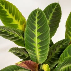 Calathea Warscewiczii Et Son Panier Naturel - H65cm, ø19cm - Plante D'intérieur -VIDA Plantes Magasin aa4511f57c327c43