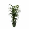 Palmier Kentia Xxxl - H230cm - Très Grande Plante D'intérieur -VIDA Plantes Magasin aac5cbd9ad9df002