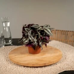 Box 3 Plantes D'intérieur - H20cm, ø12cm - Plantes D'intérieur 8 Box 3 Plantes D'intérieur - H20cm, ø12cm - Plantes D'intérieur -VIDA Plantes Magasin abd6482b058aeed7