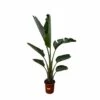 Strelitzia Augusta Xxl - H210cm, ø30cm - Très Grande Plante D'intérieur -VIDA Plantes Magasin acd978b1e2cfdac3