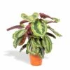 Calathea Medallion - H65cm, ø19cm - Plante D'intérieur 2 Calathea Medallion - H65cm, ø19cm - Plante D'intérieur -VIDA Plantes Magasin ad29c3ffb70e29a5