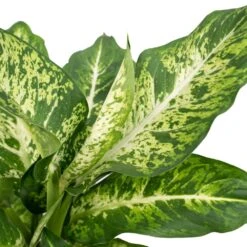 Dieffenbachia Mars - H50cm, ø17cm - Plante D'intérieur -VIDA Plantes Magasin adce6bff7fe63c88