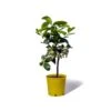 Cedrat Ethrog Bio Tailles:pot De 3 Litres, Hauteur 30/40 Cm -VIDA Plantes Magasin ae42a36e8dbb1aab
