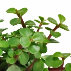 Portulacaria Afra - H25cm, ø10,5cm - Plante D'intérieur -VIDA Plantes Magasin ae48ccf2c4e6d2a1