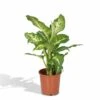 Dieffenbachia Mars - H50cm, ø17cm - Plante D'intérieur -VIDA Plantes Magasin aef3c3ab1898fbf6