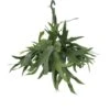 Fougère De Cerf - H50cm, ø21cm - Plante D'intérieur Tombante -VIDA Plantes Magasin afb189e162e019dc