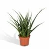 Sansevieria Fernwood Punk - H30cm, ø12cm - Plante D'intérieur Sans Entretien -VIDA Plantes Magasin b0351f1890170075