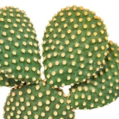 Opuntia Microdasys Et Son Cache-pot Marron - H40cm, ø17cm - Plante D'intérieur -VIDA Plantes Magasin b14fe3852f3fb5d3