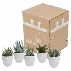 Gasteria, Haworthia Et Leurs Caches-pots Blancs, Box De 5 Plantes - H8cm, ø6cm - Plantes D'intérieur -VIDA Plantes Magasin b21e979194cb601b