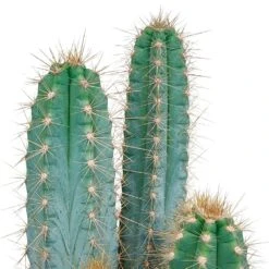 Pilosocereus Azureus Et Son Cache-pot Marron - H40cm, ø17cm - Plante D'intérieur 10 Pilosocereus Azureus Et Son Cache-pot Marron - H40cm, ø17cm - Plante D'intérieur -VIDA Plantes Magasin b23cc9a2439d2a8e