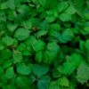 Vigne Vierge 'veitchii' - Parthenocissus Tricuspidata Robusta 1.5l -VIDA Plantes Magasin b5518ed7d1ca78b7
