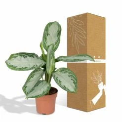 Aglaonema Silver Bay - H55cm, ø17cm - Plante D'intérieur -VIDA Plantes Magasin b5f3c26db9e6b948