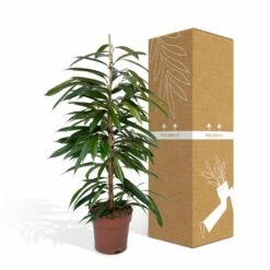 Ficus Amstel King - H100cm, ø21cm - Très Grande Plante D'intérieur -VIDA Plantes Magasin b65ad4a4798c5ea3