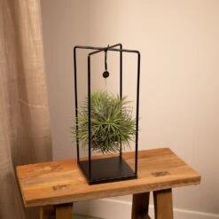 Tillandsia Et Son Support En Cube - H35cm, ø20cm - Plante D'intérieur Tombante -VIDA Plantes Magasin b6622f5dc9dfd9e9