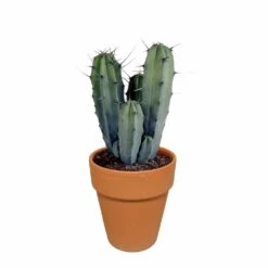 Myrtillocactus Et Son Cache-pot En Terracotta - H40cm, ø17cm - Plante D'intérieur -VIDA Plantes Magasin b6968ab3d045db57