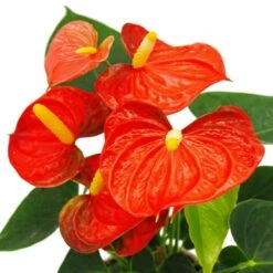Fleur De Flamant Rose - Anthurium Andreanum - Anthurium - Pot 12cm - "orange Champion -VIDA Plantes Magasin b7097dee7be0935f