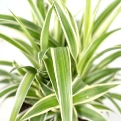 Chlorophytum - H25cm, ø12cm - Plante D'intérieur -VIDA Plantes Magasin b7f620c9978f9f23