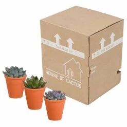 Echeveria Et Leurs Caches-pots Terracotta, Box De 3 Plantes - H12cm, ø9,5cm - Plantes D'intérieur -VIDA Plantes Magasin b844b44b7419e9dd