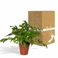 Monstera Minima - H25cm, ø15cm - Plante D'intérieur -VIDA Plantes Magasin b8c87ee92749a24b