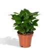 Caféier Arabica - H25cm, ø12cm - Plante D'intérieur 1 Caféier Arabica - H25cm, ø12cm - Plante D'intérieur -VIDA Plantes Magasin b9f359480869dc90