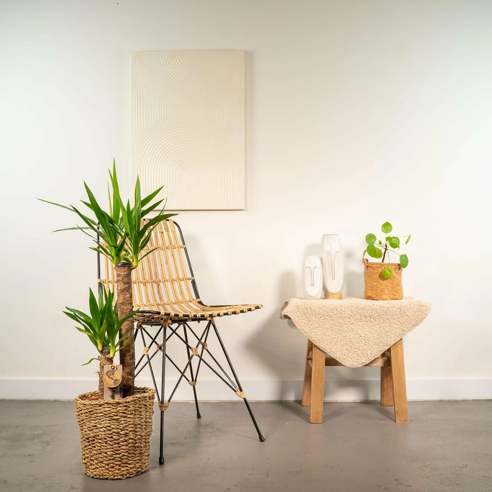 Yucca Xl - H100cm, ø21cm - Très Grande Plante D'intérieur 4 Yucca Xl - H100cm, ø21cm - Très Grande Plante D'intérieur – Image 2