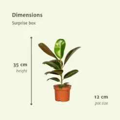 Box Suprise X6 - Plantes D'intérieur -VIDA Plantes Magasin bb903151827f8d7f