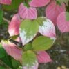 Actinidia Kolomikta - Actinidia Kolomikta 3l -VIDA Plantes Magasin bc87ba047bcb9525