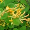 Chèvrefeuille De Tellmann - Lonicera Tellmaniana 3l -VIDA Plantes Magasin bd353daf4535113a