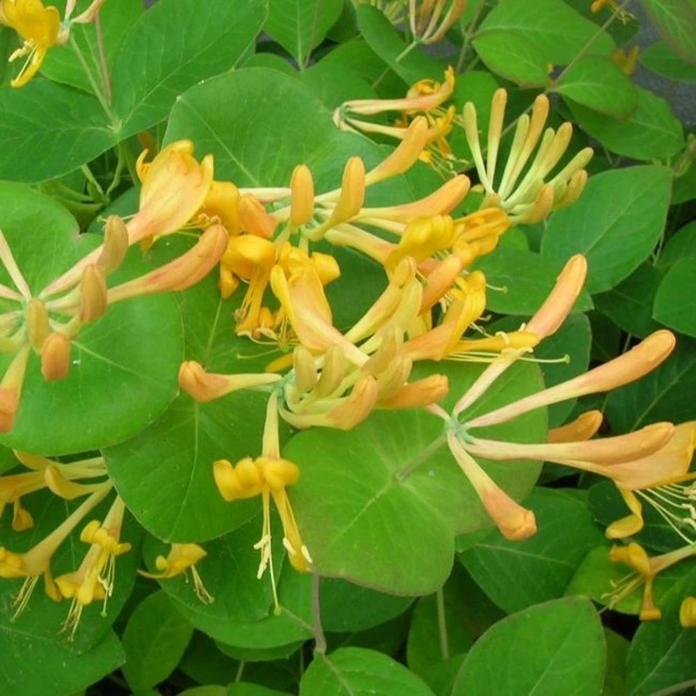 Chèvrefeuille De Tellmann - Lonicera Tellmaniana 3l 3 Chèvrefeuille De Tellmann - Lonicera Tellmaniana 3l