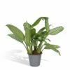 Aglaonema Christina - H30cm, ø12cm - Plante D'intérieur 1 Aglaonema Christina - H30cm, ø12cm - Plante D'intérieur -VIDA Plantes Magasin bd756058d37b3c54