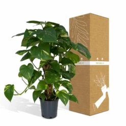 Epipremnum Aureum Et Son Tuteur - H60cm, ø15cm - Plante D'intérieur Tombante -VIDA Plantes Magasin bd7e46b268289aae