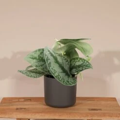Pothos Scindapsus Pictus Epipremnum - H15cm, ø12cm - Plante D'intérieur Tombante 8 Pothos Scindapsus Pictus Epipremnum - H15cm, ø12cm - Plante D'intérieur Tombante -VIDA Plantes Magasin bd97d4d7fba8e0dc