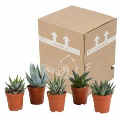 Gasteria, Haworthia, Box De 5 Plantes - H12cm, ø5,5cm - Plantes D'intérieur -VIDA Plantes Magasin bf054cfd56654567