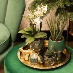 Haworthia Limifolia - ø6cm - H11cm, ø6cm - Plante D'intérieur -VIDA Plantes Magasin bf7305019d958c28