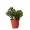 Crassula - H18cm, ø9cm - Plante D'intérieur 1 Crassula - H18cm, ø9cm - Plante D'intérieur -VIDA Plantes Magasin c2b5861801bfe887