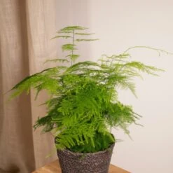 Asparagus Plumosus - H35cm, ø12cm - Plante D'intérieur -VIDA Plantes Magasin c301af96bda26c03