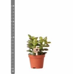 Crassula - H11cm, ø6cm - Plante D'intérieur -VIDA Plantes Magasin c4e1906cdfe0566b