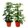 Strahlenaralie Duo - Schefflera - Blanc-vert Feuillu - Pot De 12cm - 2 Plantes -VIDA Plantes Magasin c603981aa92cbd46