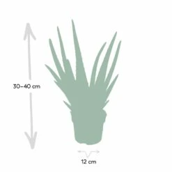 Aloe Vera - H30cm, ø12cm - Plante D'intérieur Succulente -VIDA Plantes Magasin c62c5fdd3bcbbb2c