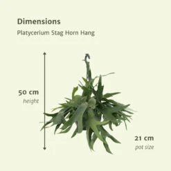Fougère De Cerf - H50cm, ø21cm - Plante D'intérieur Tombante -VIDA Plantes Magasin c6c43ffaa869a05d