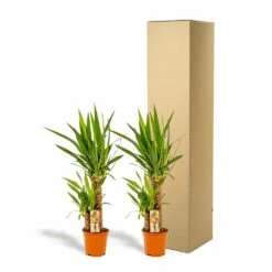 Yucca X2 - H90cm, ø17cm - Grandes Plantes D'intérieur -VIDA Plantes Magasin c6d5abe3bceca92c
