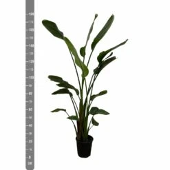 Strelitzia Nicolai Xxl - H180cm, ø24cm - Très Grande Plante D'intérieur -VIDA Plantes Magasin c8034890acb344ba