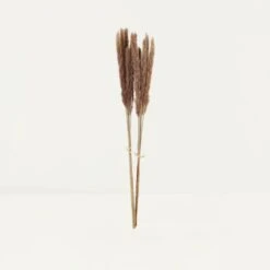 Plumeaux Plante Pampa Brun 70cm Lot De 12