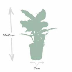 Dieffenbachia Mars - H50cm, ø17cm - Plante D'intérieur -VIDA Plantes Magasin c92ae8542ee218cd
