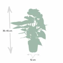 Anthurium Rouge - H40cm, ø12cm - Plante D'intérieur -VIDA Plantes Magasin c9996e5be3d5689d