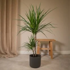 Dracaena Marginata - H70cm, ø17cm - Grande Plante D'intérieur 8 Dracaena Marginata - H70cm, ø17cm - Grande Plante D'intérieur -VIDA Plantes Magasin cacc9b3f72ce6aef