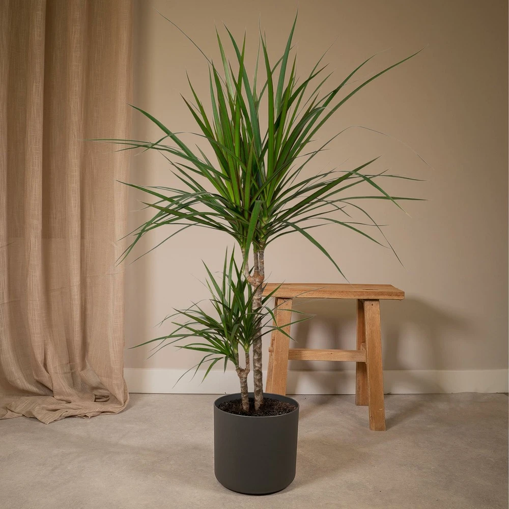 Dracaena Marginata - H70cm, ø17cm - Grande Plante D'intérieur 4 Dracaena Marginata - H70cm, ø17cm - Grande Plante D'intérieur – Image 2