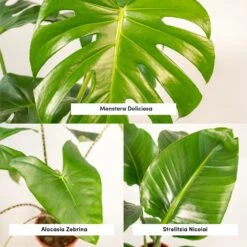 Delicious Monstera, Alocasia Zebrina, Strelitzia Nicolai - Plantes D'intérieur -VIDA Plantes Magasin cbdd6cc8c548d956